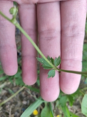 Ranunculus repens
