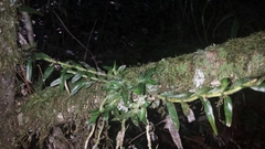 Angraecum tenuispica