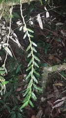 Angraecum tenuispica