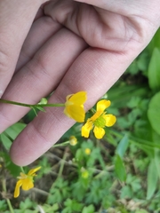 Ranunculus repens