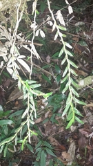 Angraecum tenuispica