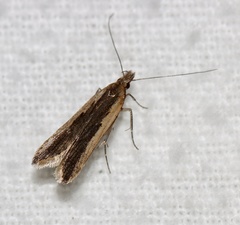 Dichomeris ligulella