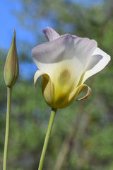 Calochortus syntrophus