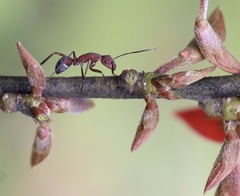 Camponotus leydigi