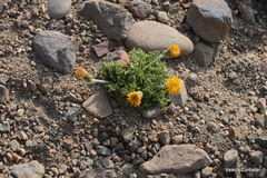 Hypochaeris tenuifolia