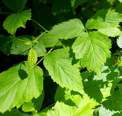Rubus idaeus