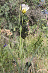 Calochortus syntrophus