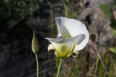 Calochortus syntrophus