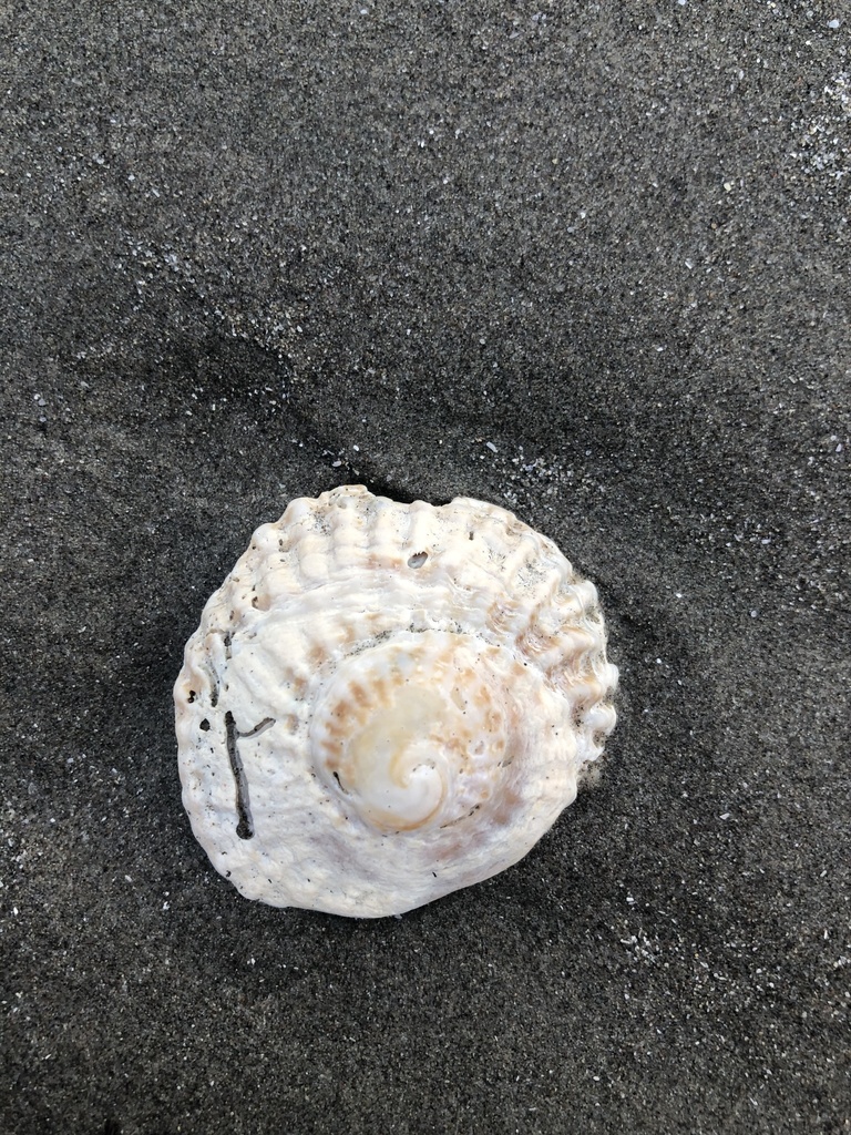 Trochita trochiformis