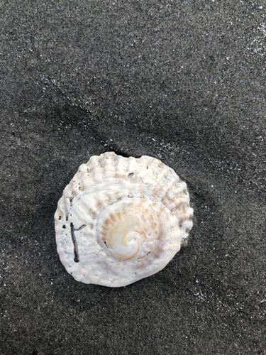 Trochita trochiformis
