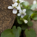 Mountain Violet - Photo (c) Bill Higham, some rights reserved (CC BY-NC-ND)