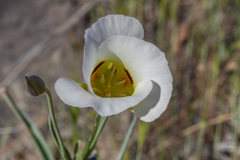 Calochortus syntrophus