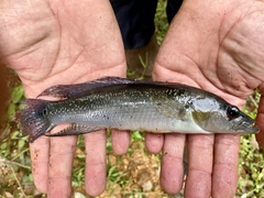 Crenicichla