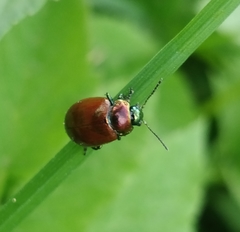 Chrysolina polita