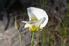Calochortus syntrophus