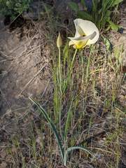 Calochortus syntrophus
