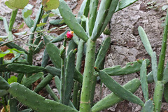 Opuntia auberi