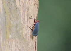 Kalidasa nigromaculata