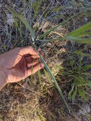 Calochortus syntrophus