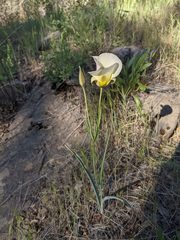 Calochortus syntrophus