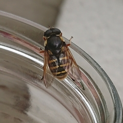 Sericomyia