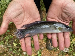 Crenicichla