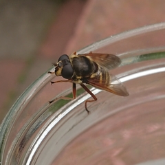Sericomyia
