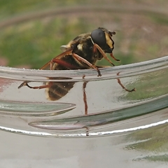 Sericomyia