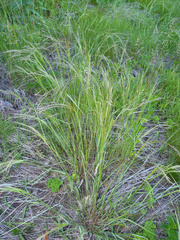 Agrostis scabrata