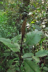 Trichocladus crinitus