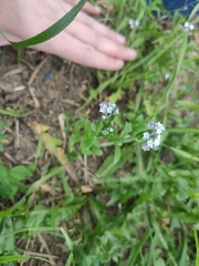 Myosotis arvensis
