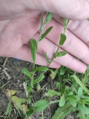 Myosotis arvensis