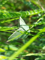 Chlorissa viridata