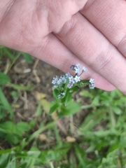Myosotis arvensis