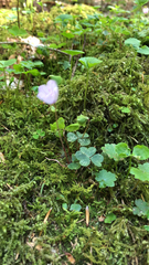 Oxalis