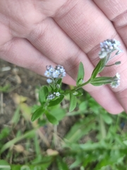 Myosotis arvensis
