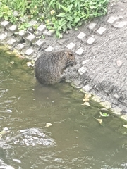 Myocastor coypus