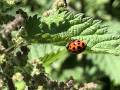 Harmonia axyridis