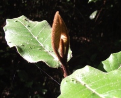 Trichocladus crinitus