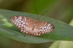 Tanaecia aruna