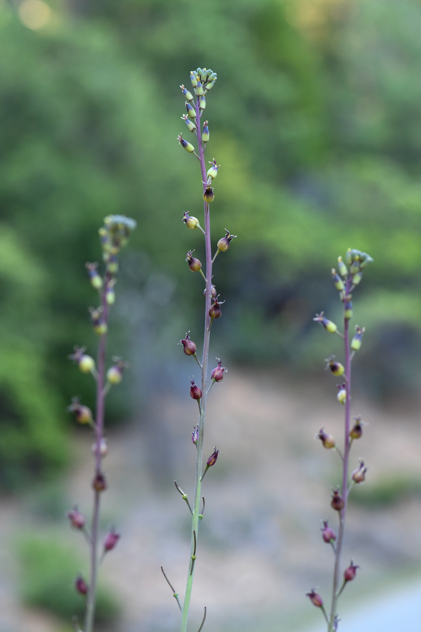 Streptanthus longisiliquus