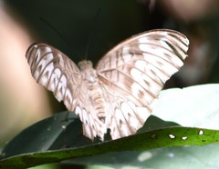 Tanaecia aruna
