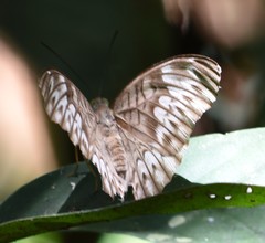 Tanaecia aruna