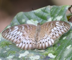 Tanaecia aruna