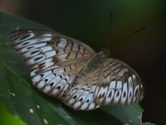 Tanaecia aruna