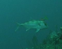 Seriola hippos