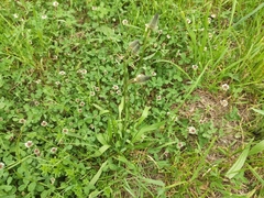 Plantago lanceolata