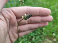 Plantago lanceolata