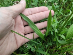 Plantago lanceolata