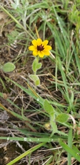 Sanvitalia procumbens